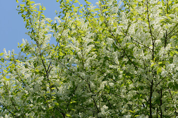 Obraz premium Traubenkirsche, Gewöhnliche Traubenkirsche, Prunus padus L.