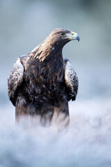 Golden eagle in a frosty landscape early in the morning