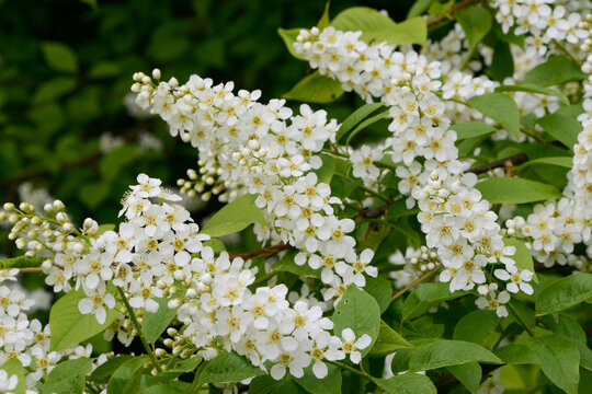 Traubenkirsche, Gew&ouml;hnliche Traubenkirsche,  Prunus padus L.