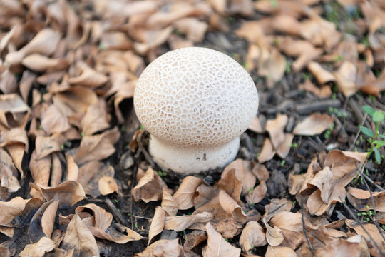 Forest mushrooming in nature. Wild nature. Common puffball mushroom. Lycoperdon perlatum macro. Mushrooming in autumn forest. Mushroom fungus growing outdoor. Puffball mushroom in forest nature