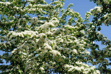 Weißdorn, Eingriffliger, Crategus monogyna