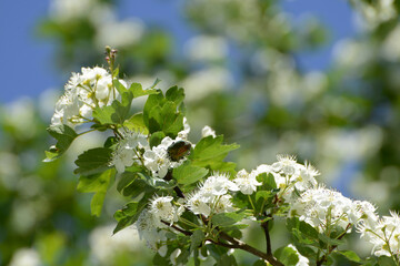 Weißdorn, Eingriffliger, Crategus monogyna