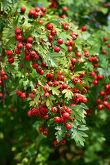 Weißdorn, Eingriffliger, Crategus monogyna