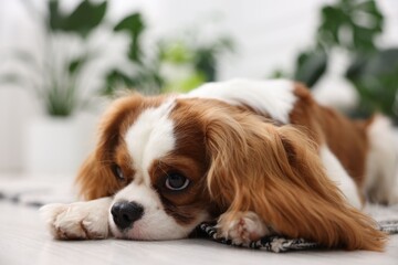 Cute dog and green houseplants at home