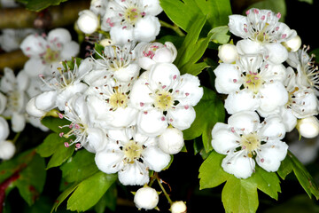 Weißdorn, Eingriffliger, Crategus monogyna