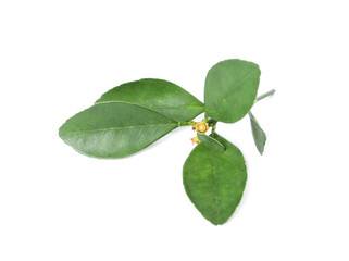 Lemon twig with green leaves isolated on white. Citrus plant
