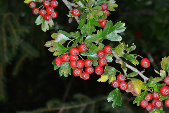 Wei&szlig;dorn, Eingriffliger, Crategus monogyna