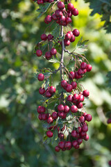 Weißdorn, Eingriffliger, Crategus monogyna