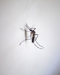 Aedes aegypti is the name of the main species that transmits the dengue virus, the virus that causes chikungunya fever, and the Zika virus.