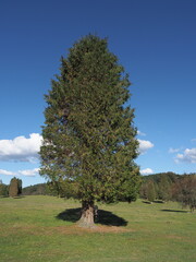 &Aacute;rbol