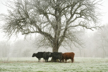 Fototapeta premium Winter scene with cows under a beautiful tree. Rural agricultural landscape with fog, frost and animals.
