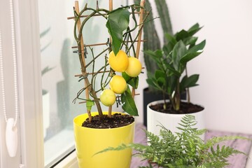 Beautiful houseplants and potted citrus tree on wooden window sill indoors, closeup