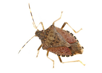 Brown marmorated stink bug isolated on white background, clipping path (Halyomorpha halys)