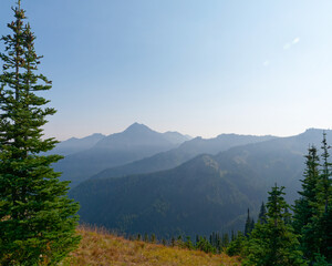 Subalpine fir tree framing a hazy view of the Olympic Mountain range, Hurricane Ridge,  Olympic National Park, Washington, USA