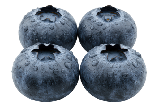 Four plump, dark blue blueberries with glistening water droplets, on a transparent seamless background with copy space, concept of natural freshness and healthy eating