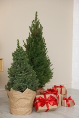 Beautiful small spruce trees in pots and Christmas gifts indoors