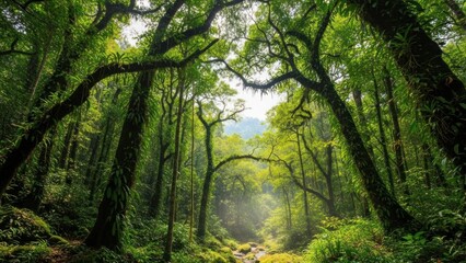 Lush green jungle pathway with sunlight filtering through dense canopy.