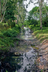 Fototapeta premium Creek, forest, stream, trees, water, reflection, green, nature - Narrow creek winds through dense forest with muddy creekbed and overhanging trees, calm water mirroring foliage and dappled sunlight.