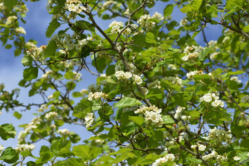 Weißdorn, Scharlach-Weißdorn, Crategus coccinea