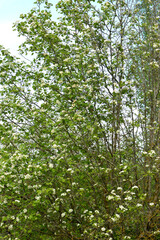 Weißdorn, Scharlach-Weißdorn, Crategus coccinea