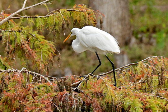 white egret - Powered by Adobe