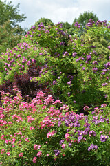 Rose, Rosa, Ramblerrose, Veilchenblau, Strauchrose, Mozart