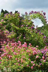 Rose, Rosa, Ramblerrose, Veilchenblau, Strauchrose, Mozart