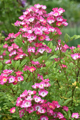 Rose, Rosa, Strauchrose, Mozart