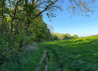 A winding path cuts through a verdant field, where tall trees drape shadows across the earth and sunlight spills over the Yorkshire countryside near Bents Lane, Bradford, UK
