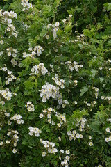 Rose,  Wildrose, Büschel-Rose, Rosa multiflora
