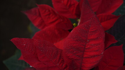 Tree Leaves red petals flower