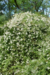 Rose,  Wildrose, Büschel-Rose, Rosa multiflora