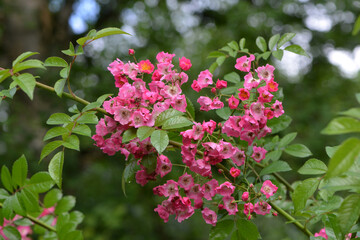 Rose, Rosa, Strauchrose, Mozart