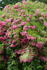 Rose, Rosa, Strauchrose, Mozart