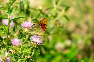 Butterfly on a flower. A flock of butterflies by the water. Colorful spring background with copy space. Spring and ecology concept.