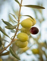 Fresh green olives, ripe fruit, and leaves are growing on a natural Mediterranean olive tree branch in the summer garden