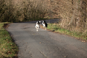 zwei Border Collie Hunde tricolor spielen auf der Stra&szlig;e und jagen sich wegen einem Stock 