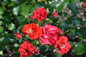 Rose, Rosa, Beetrosen, Cantario