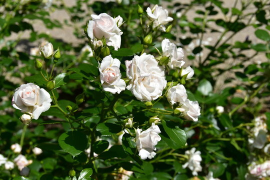 Rose, Rosa, Bodendeckerrosen, Schneek&ouml;nigin