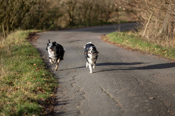 zwei Border Collie Hunde tricolor spielen auf der Straße und jagen sich wegen einem Stock 