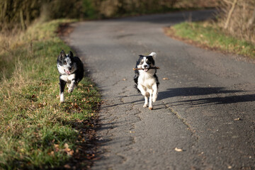 zwei Border Collie Hunde tricolor spielen auf der Stra&szlig;e und jagen sich wegen einem Stock 