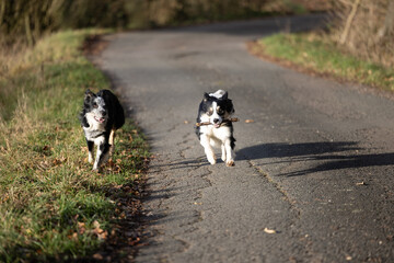 zwei Border Collie Hunde tricolor spielen auf der Stra&szlig;e und jagen sich wegen einem Stock 
