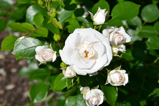 Rose, Rosa, Kletterrose, New Dawn