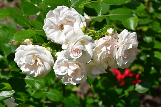 Rose, Rosa, Bodendeckerrosen, Schneek&ouml;nigin