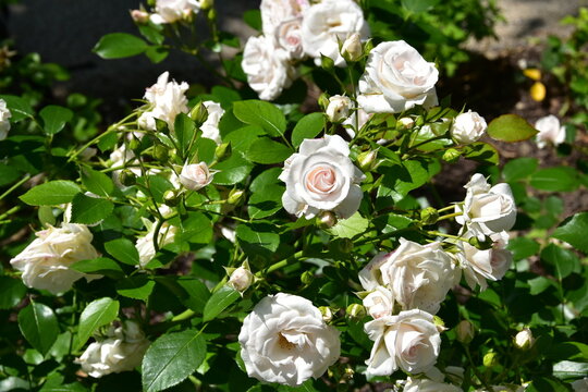 Rose, Rosa, Bodendeckerrosen, Schneek&ouml;nigin