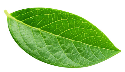 Blueberry leaves isolated on transparent background. Green blueberry leaves PNG