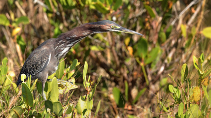 Green heron perched in natural habitat, looking for prey in the Florida wetlands