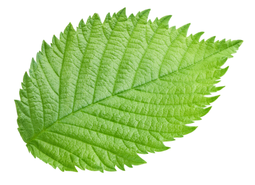 Hazelnut green leaf isolated on transparent background. Leaf PNG