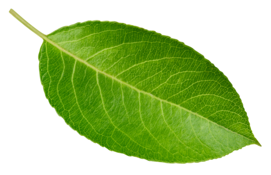 Green pears leaf isolated on transparent. Pears leaf PNG. Pears leaf full macro photo