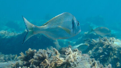 Gilthead seabream or gilt-head bream (Sparus aurata) undersea, Ligurian Sea, Italy, Imperia